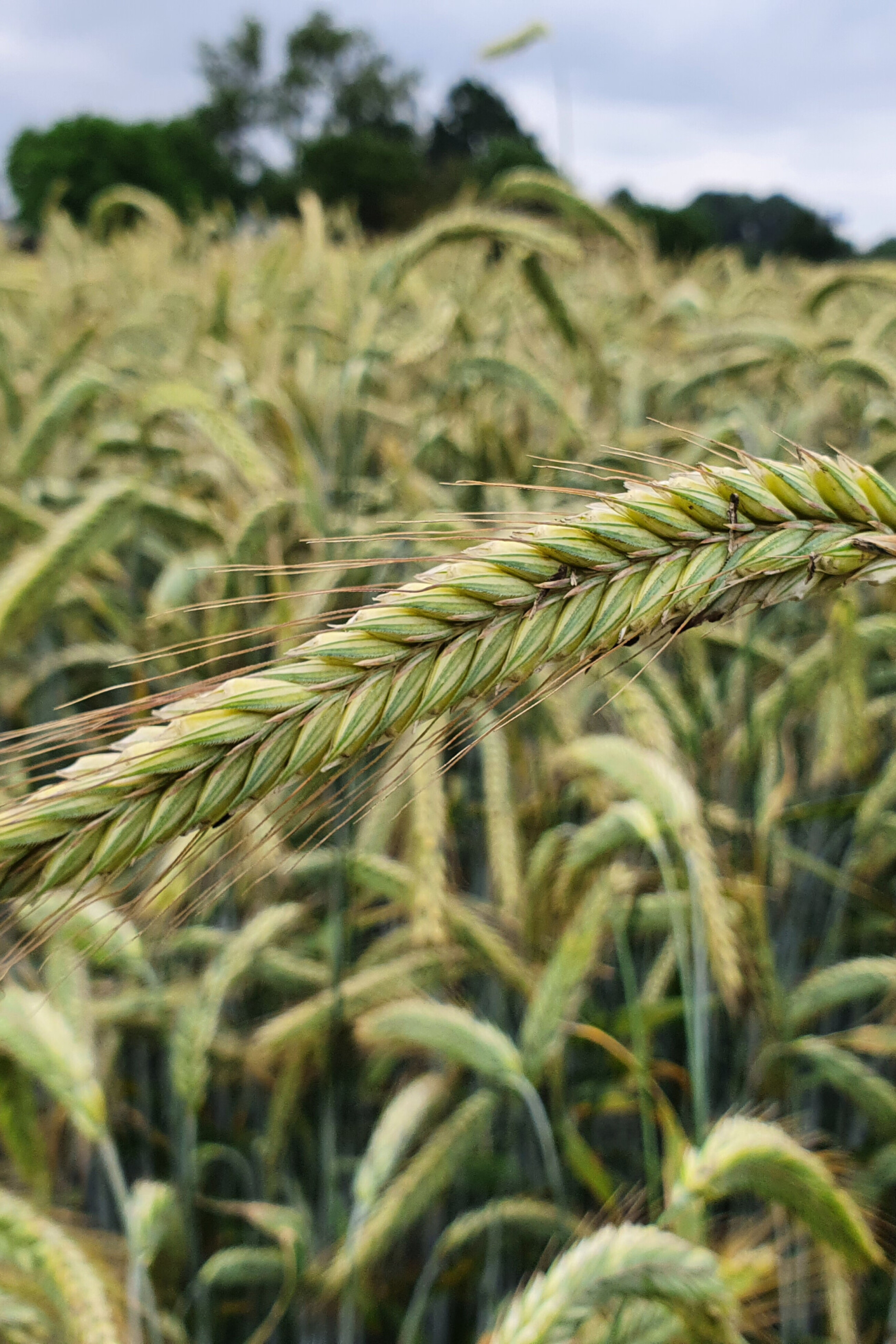 GS Agri Ackerbau- Ähre Hybridroggen im Bestand